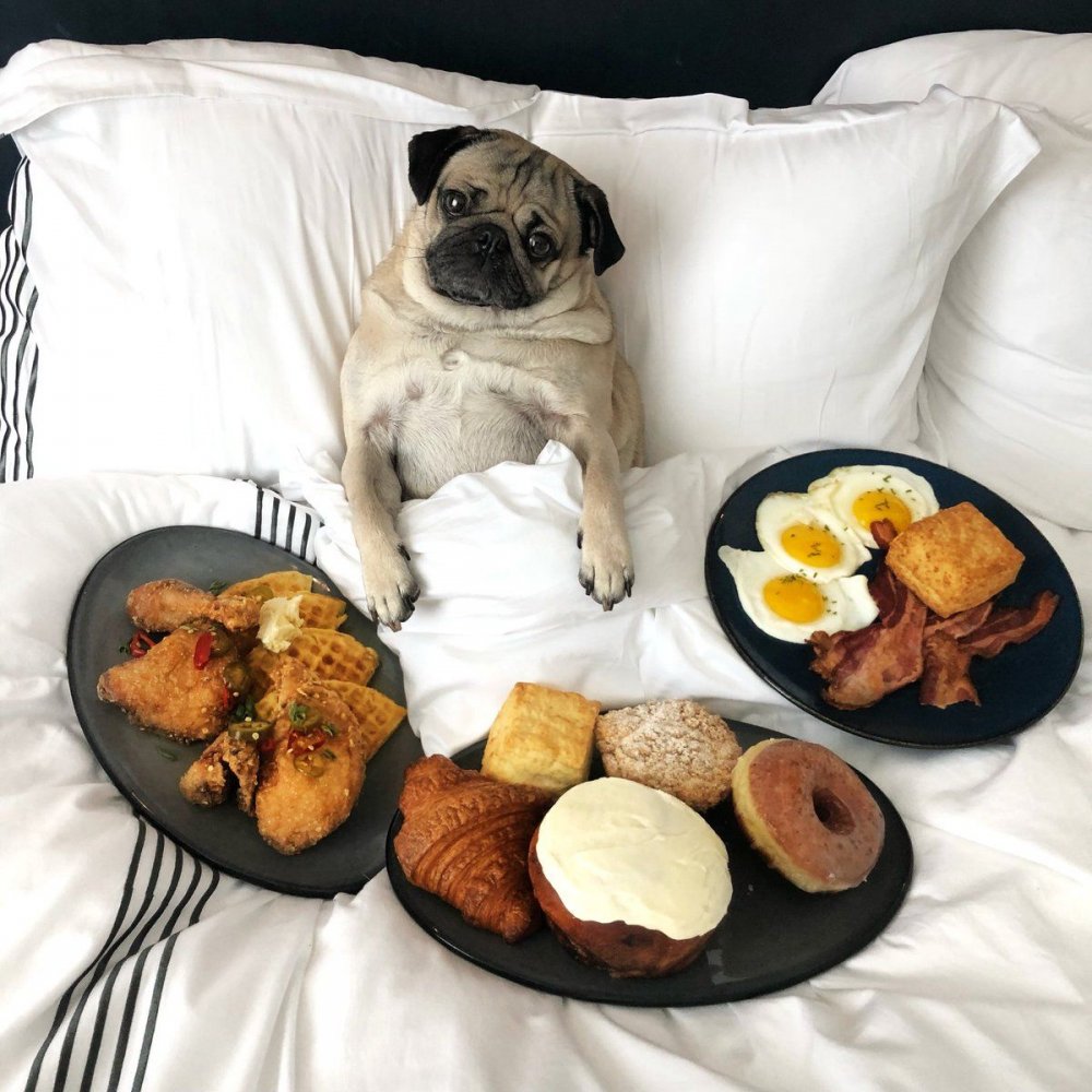 Собачий завтрак