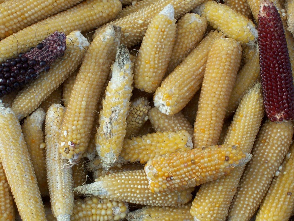 Кукуруза лопающаяся двойная сладость