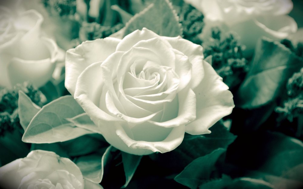 Белые розы обои на рабочий стол