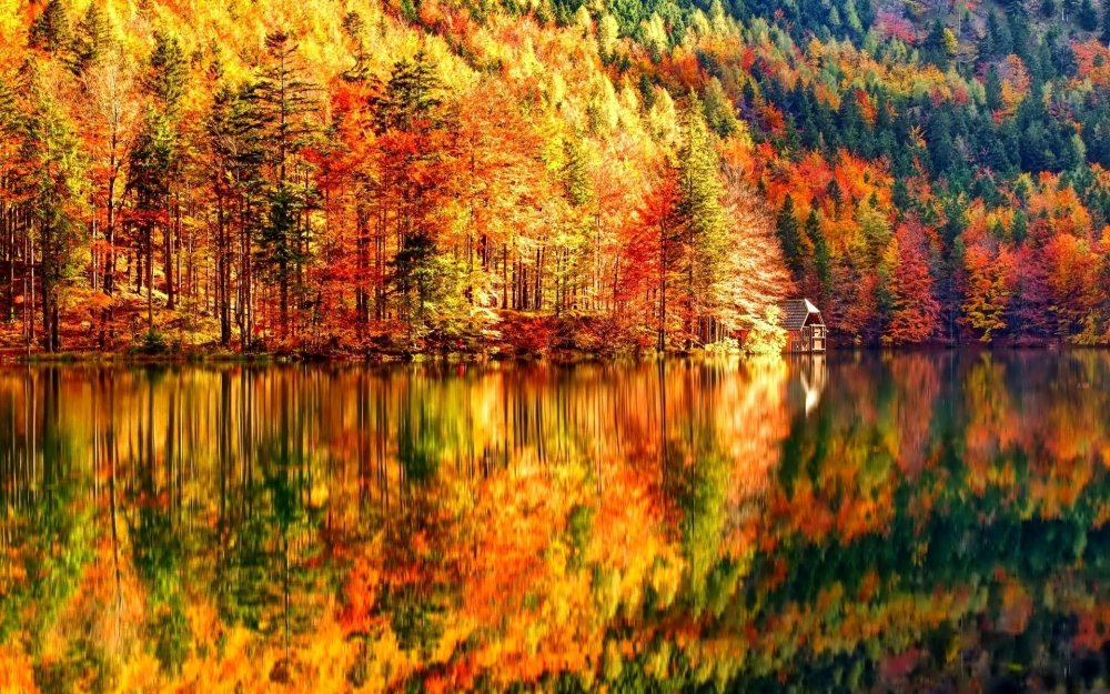 Осенний лес картинки на рабочий стол